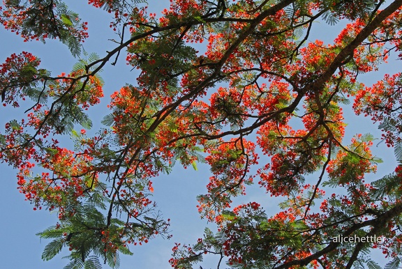 Flammenbaum (Delonix regia)